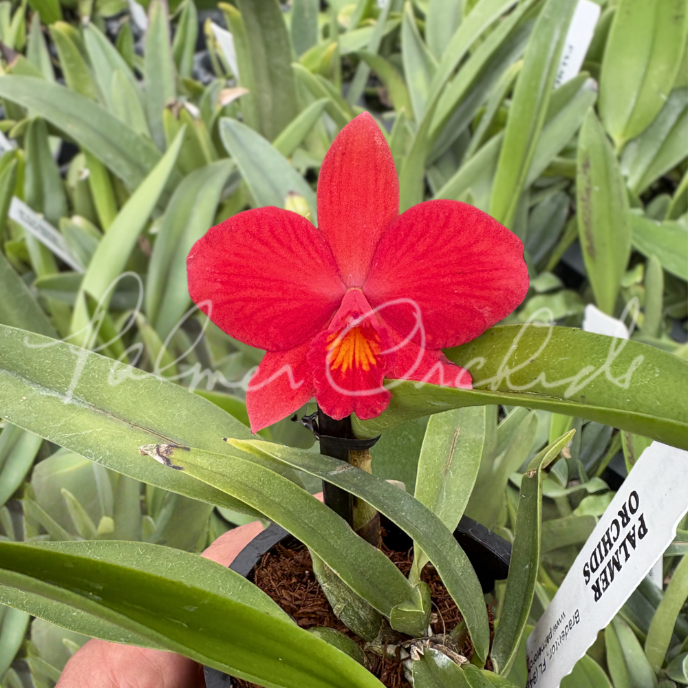 Rlc. Toshie Aoki 'Pizzazz' — Palmer Orchids